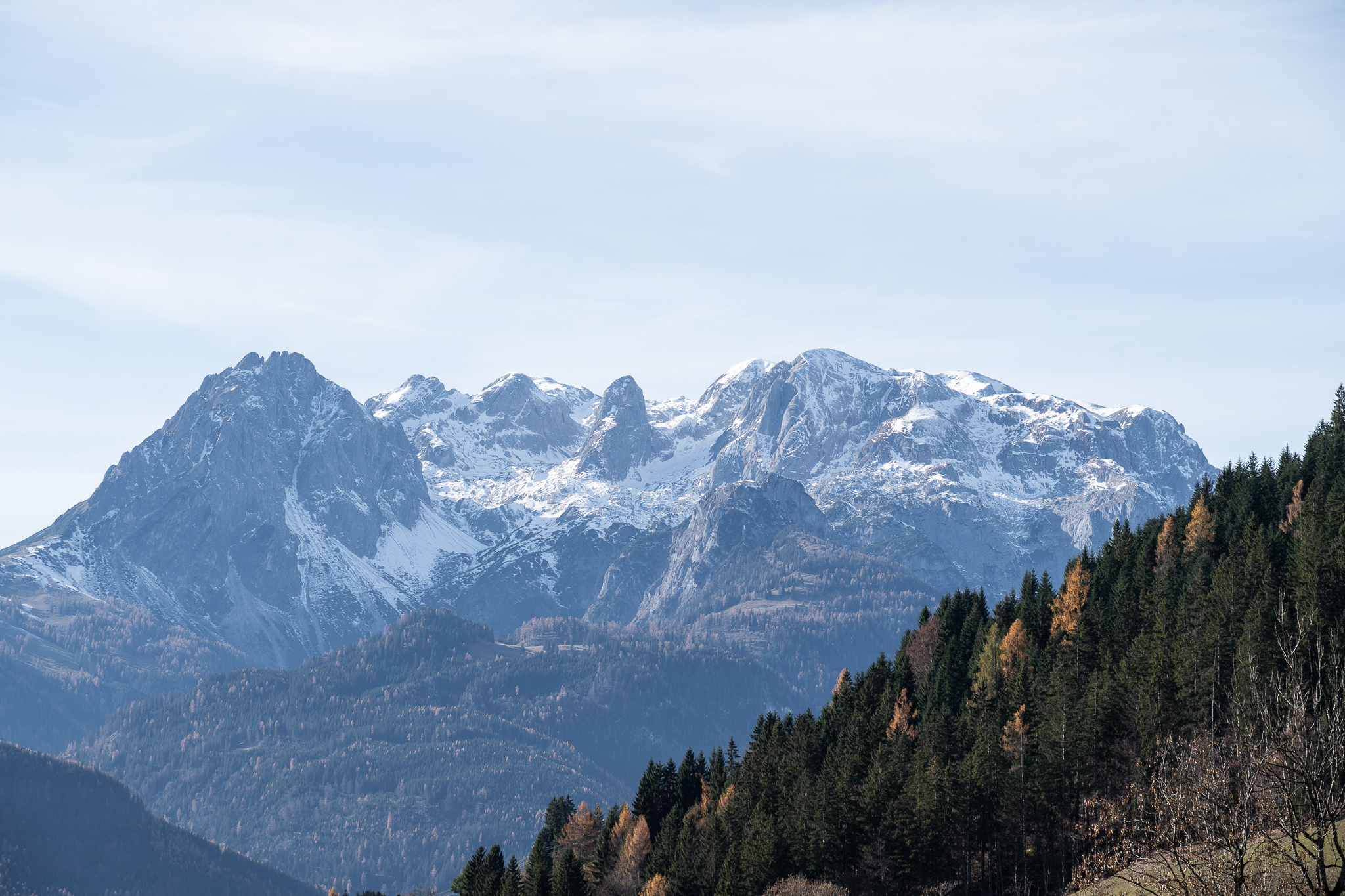 25-11-Alpenflora-App-Enzian-18